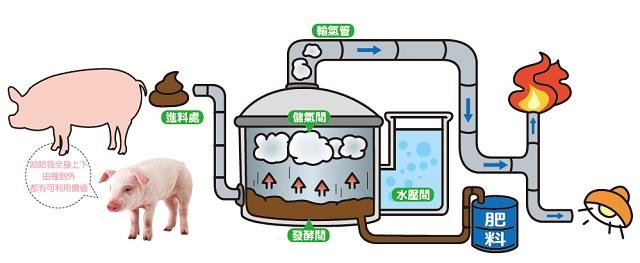 家香豬,中央畜產